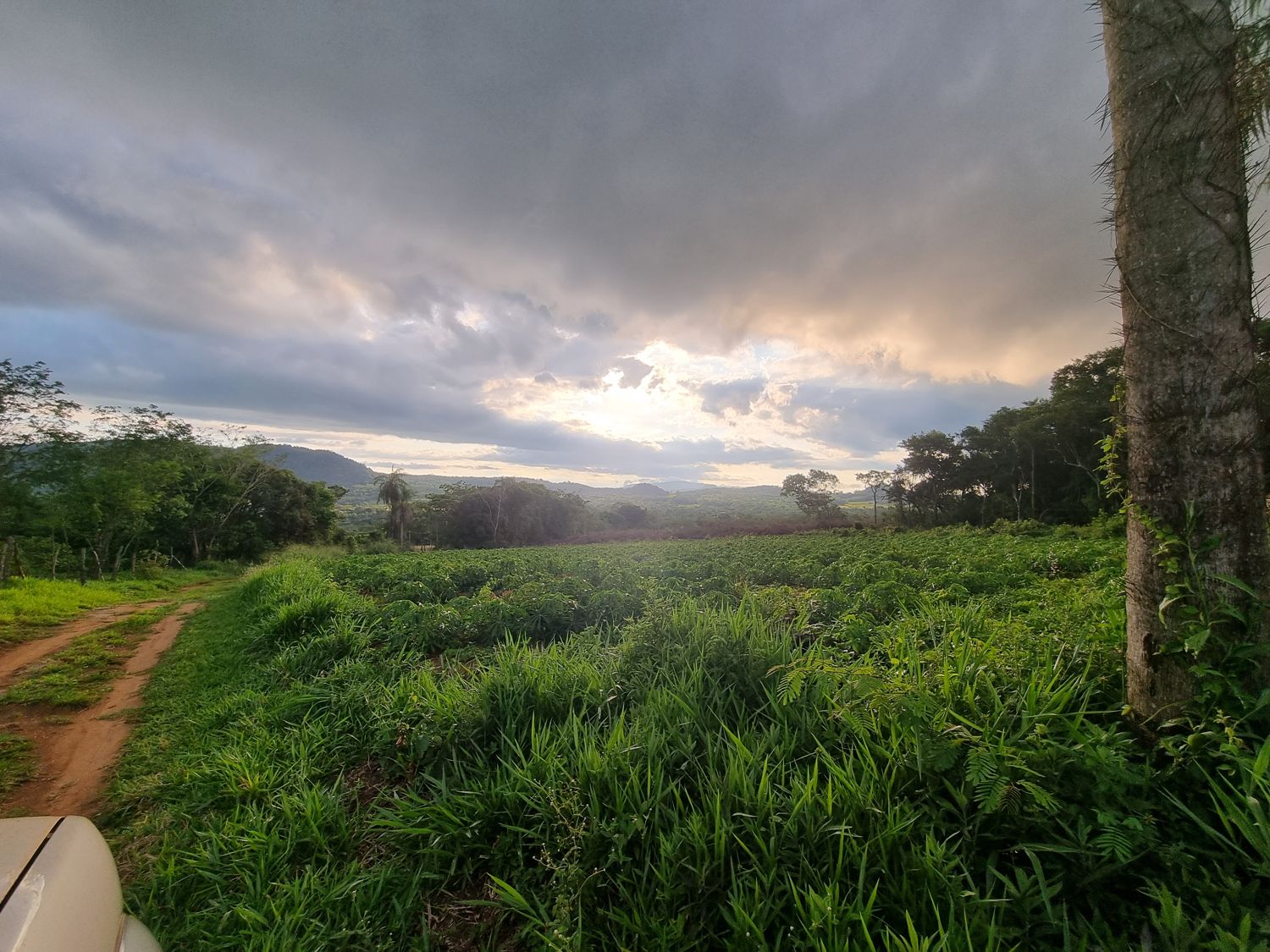 Grünes Feld im Abendlicht mit Erdweg und Palme