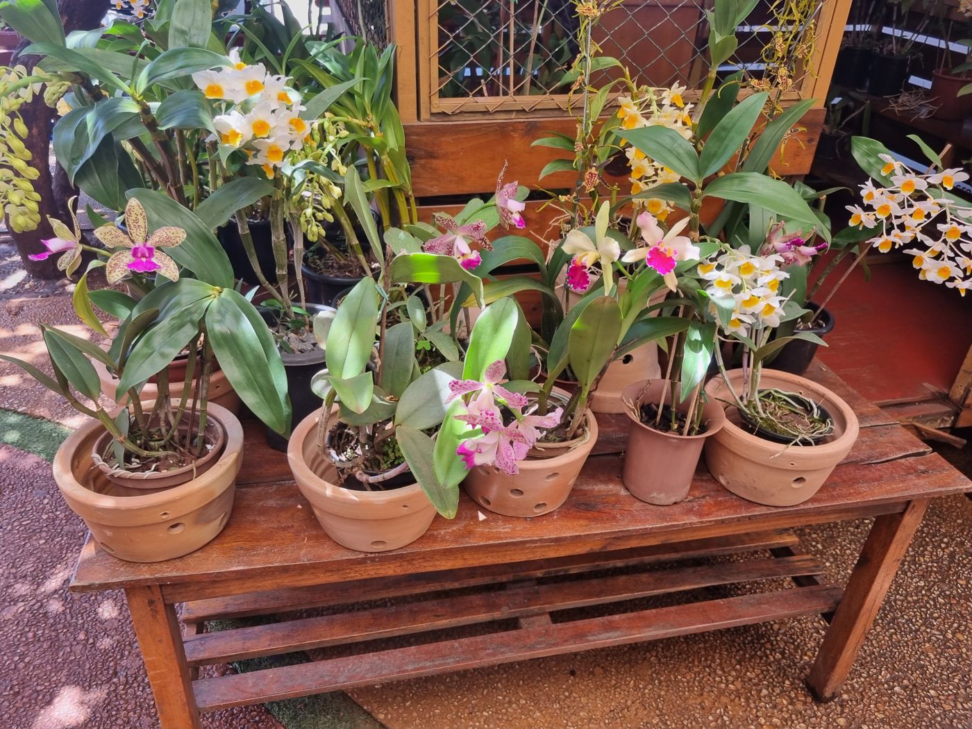 Orchideen in Tontöpfen auf einem Holztisch