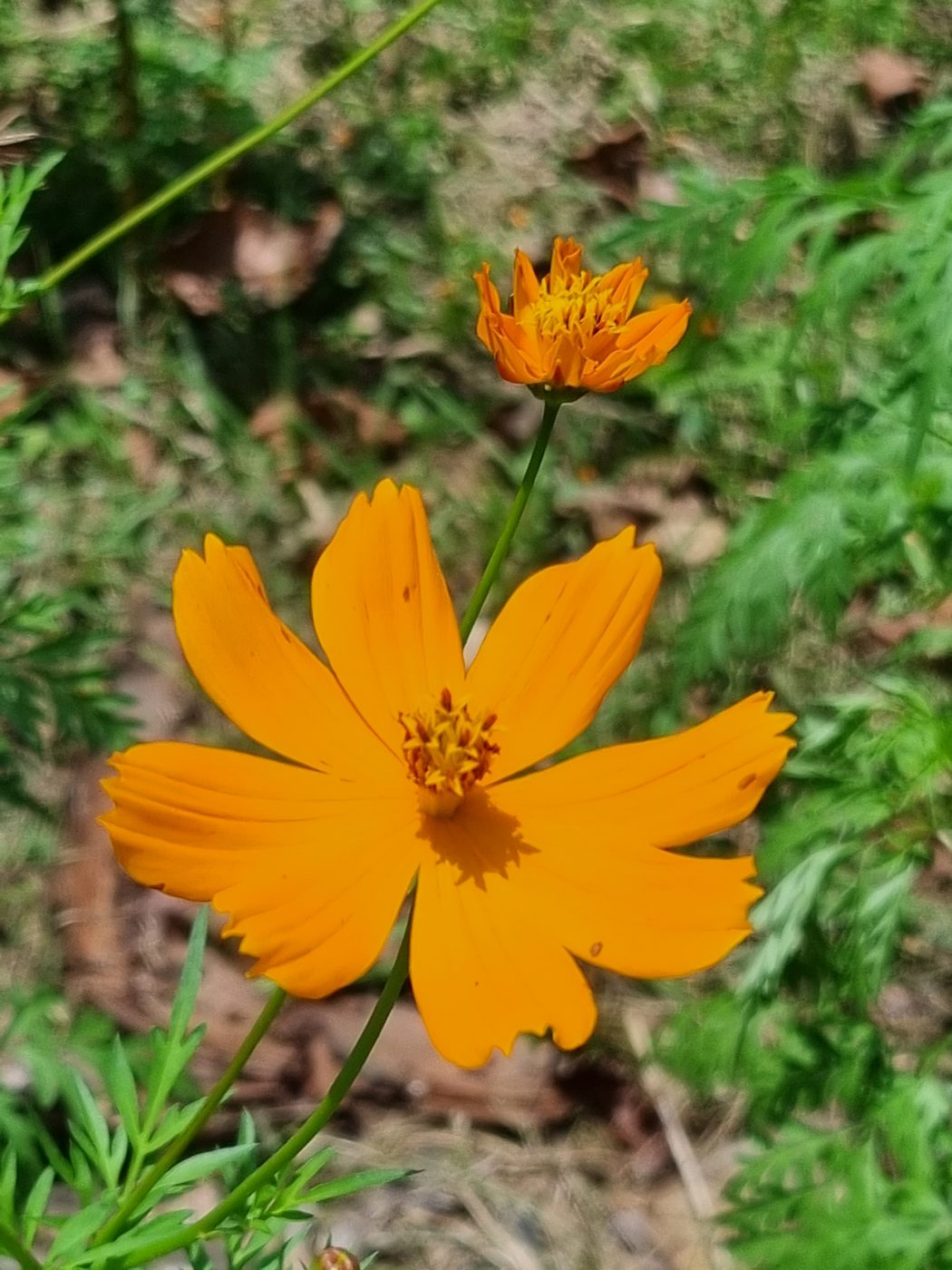Orange Blüte mit Knospe
