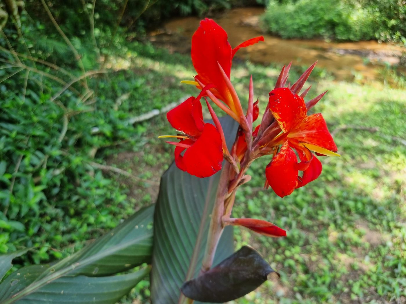 Rote Blume am Bach