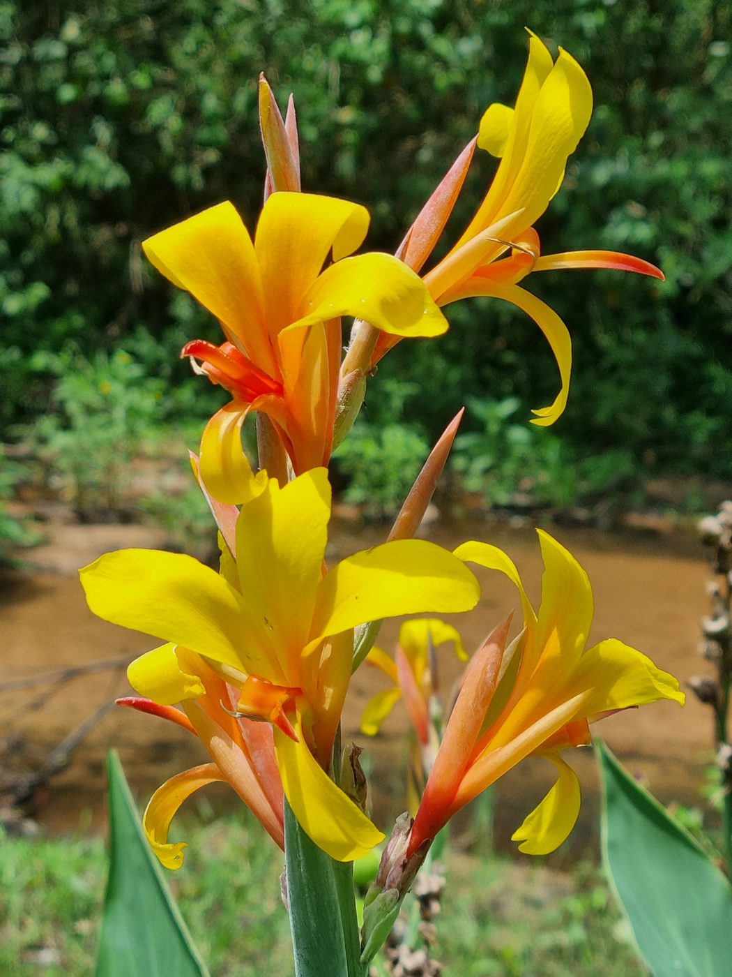 Gelb-orange Blüten
