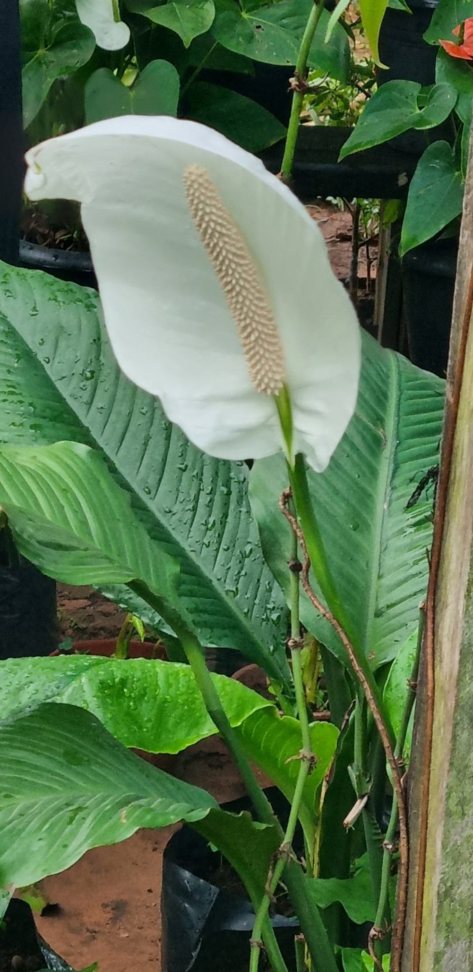 Weiße Blüte zwischen großen Blättern