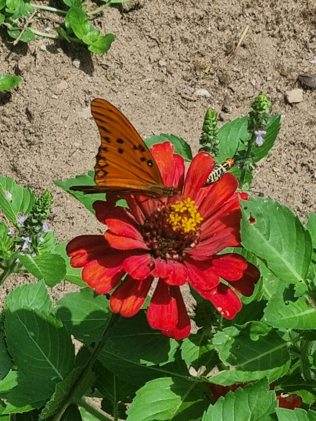 Schmetterling auf roter Blüte