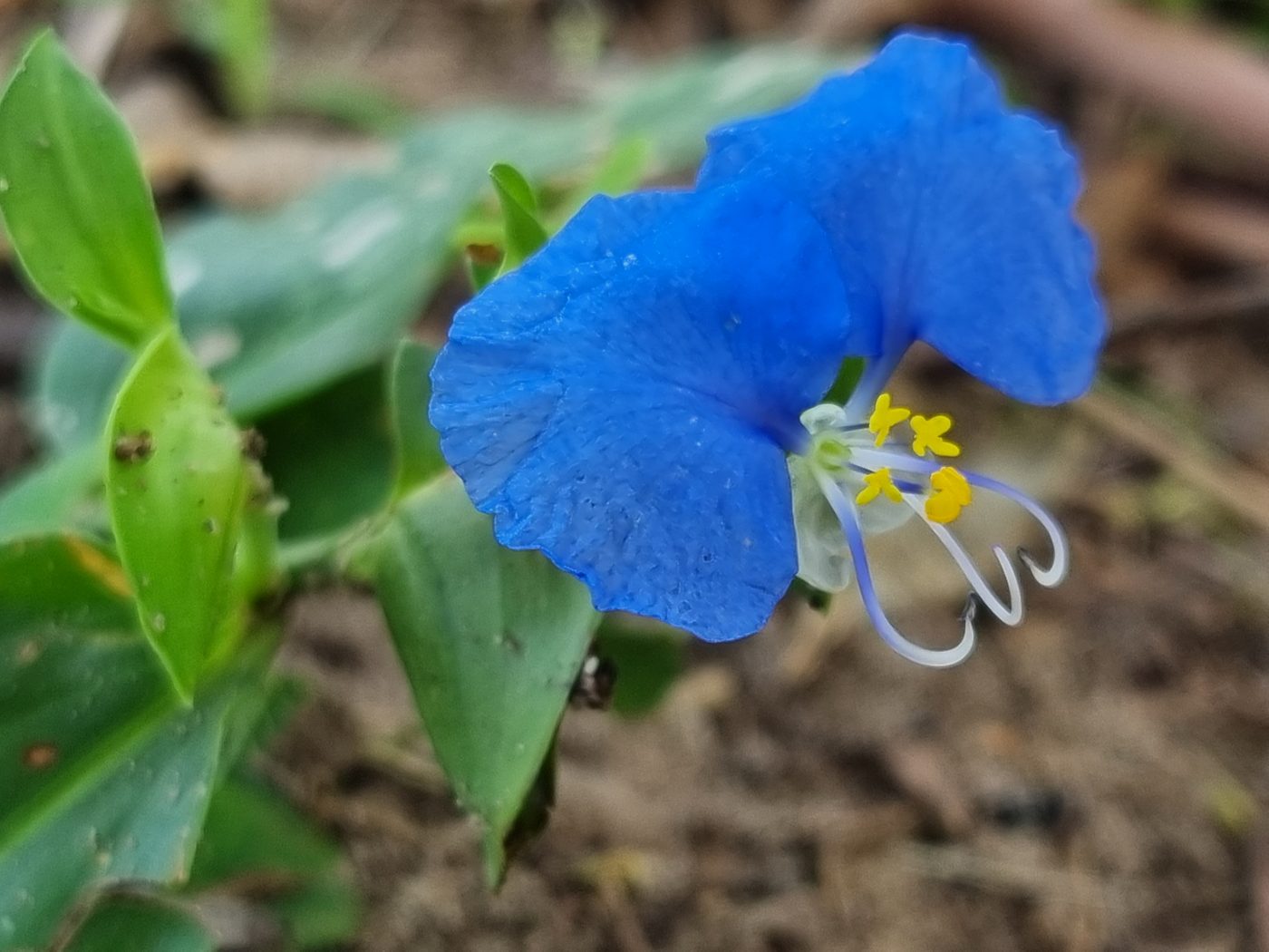 Blaue Blüte am Boden