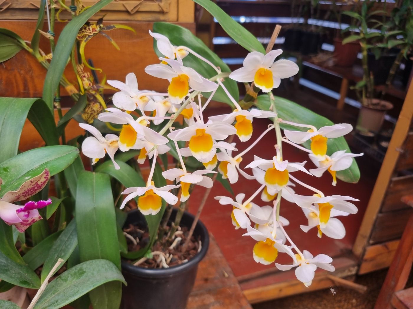 Orchidee mit weiß-gelben Blüten