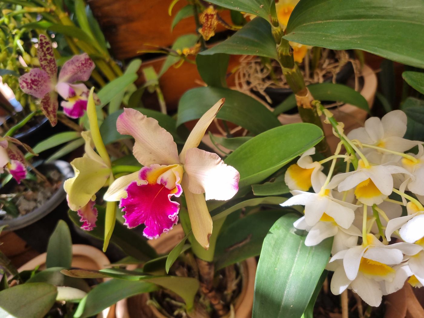 Orchidee in Rosa und Gelb