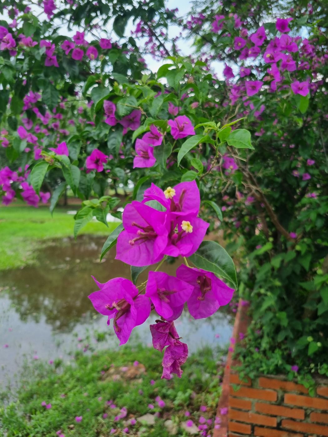 Violette Bougainvillea am Teich