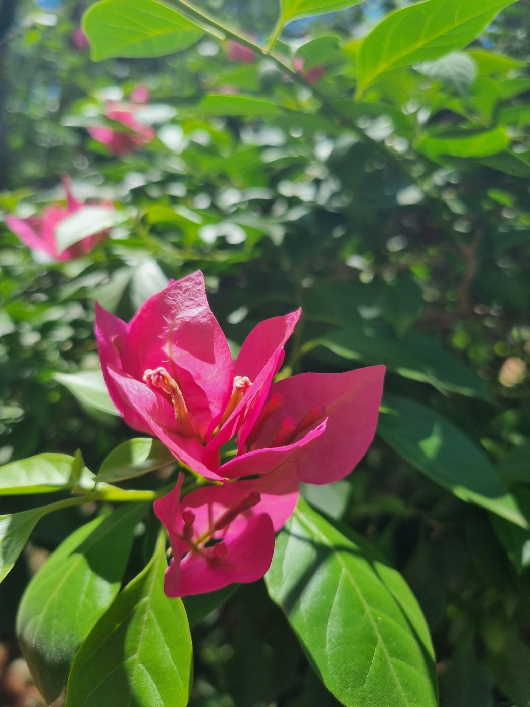 Pinke Bougainvillea-Blüte