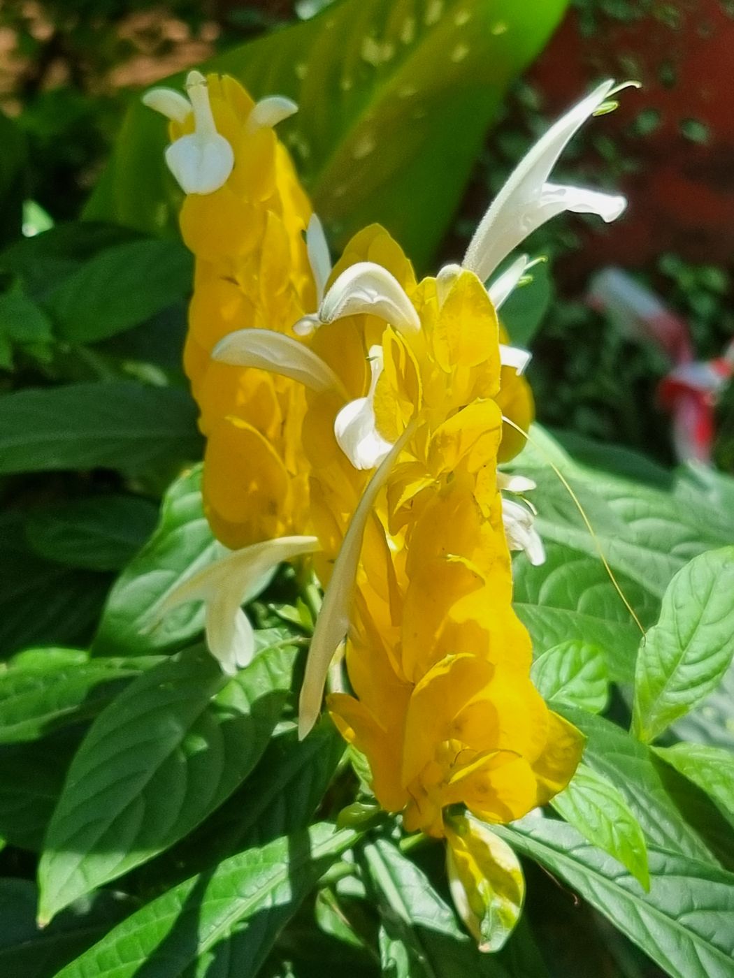 Gelbe Blüte mit weißen Blütenlippen