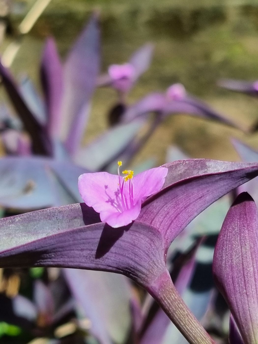 Violette Pflanze mit rosa Blüte