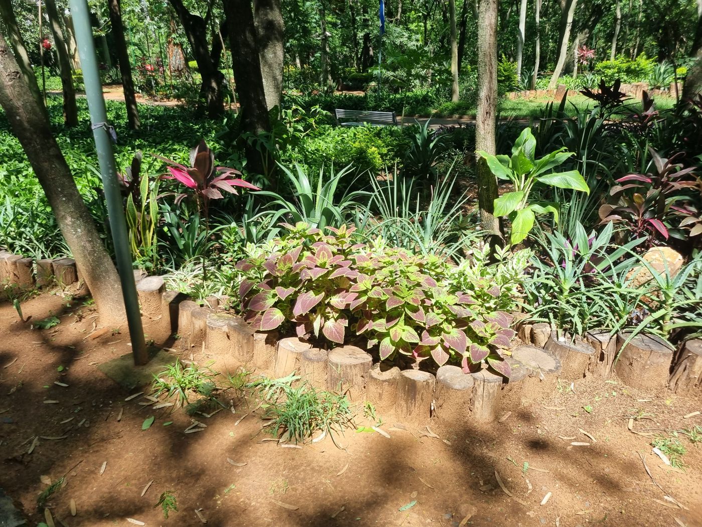 Gepflegtes Beet mit bunten Blattpflanzen im Park