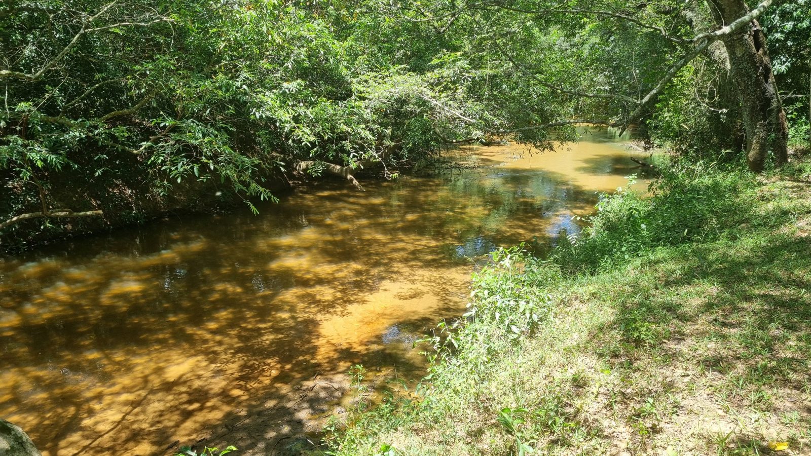 Bach mit Ufer und üppiger Vegetation