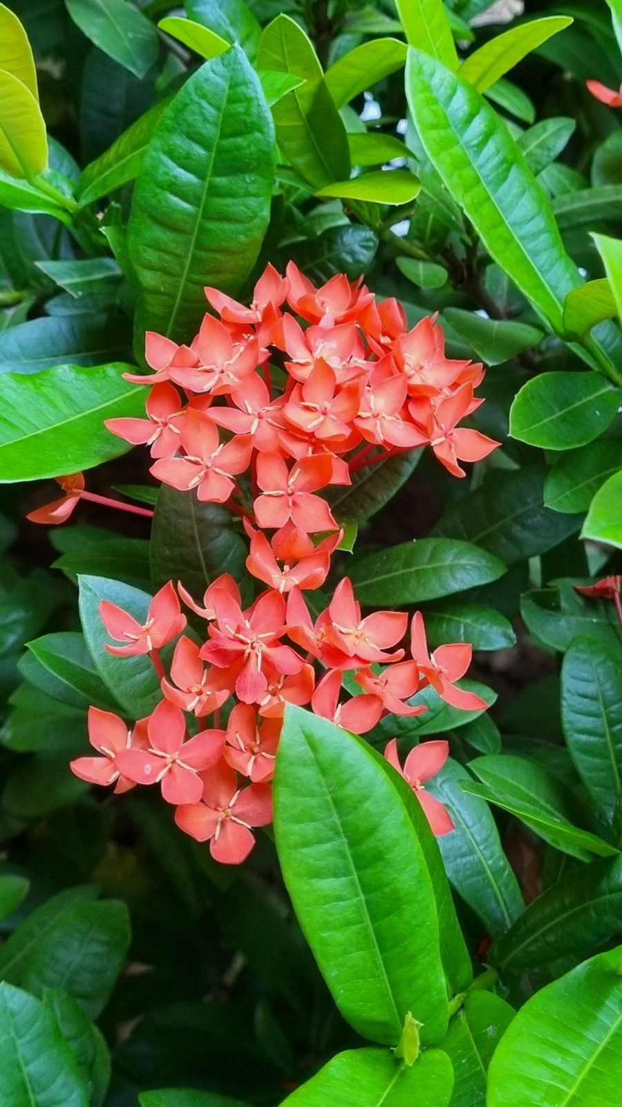 Rote Ixora-Blüten zwischen grünen Blättern