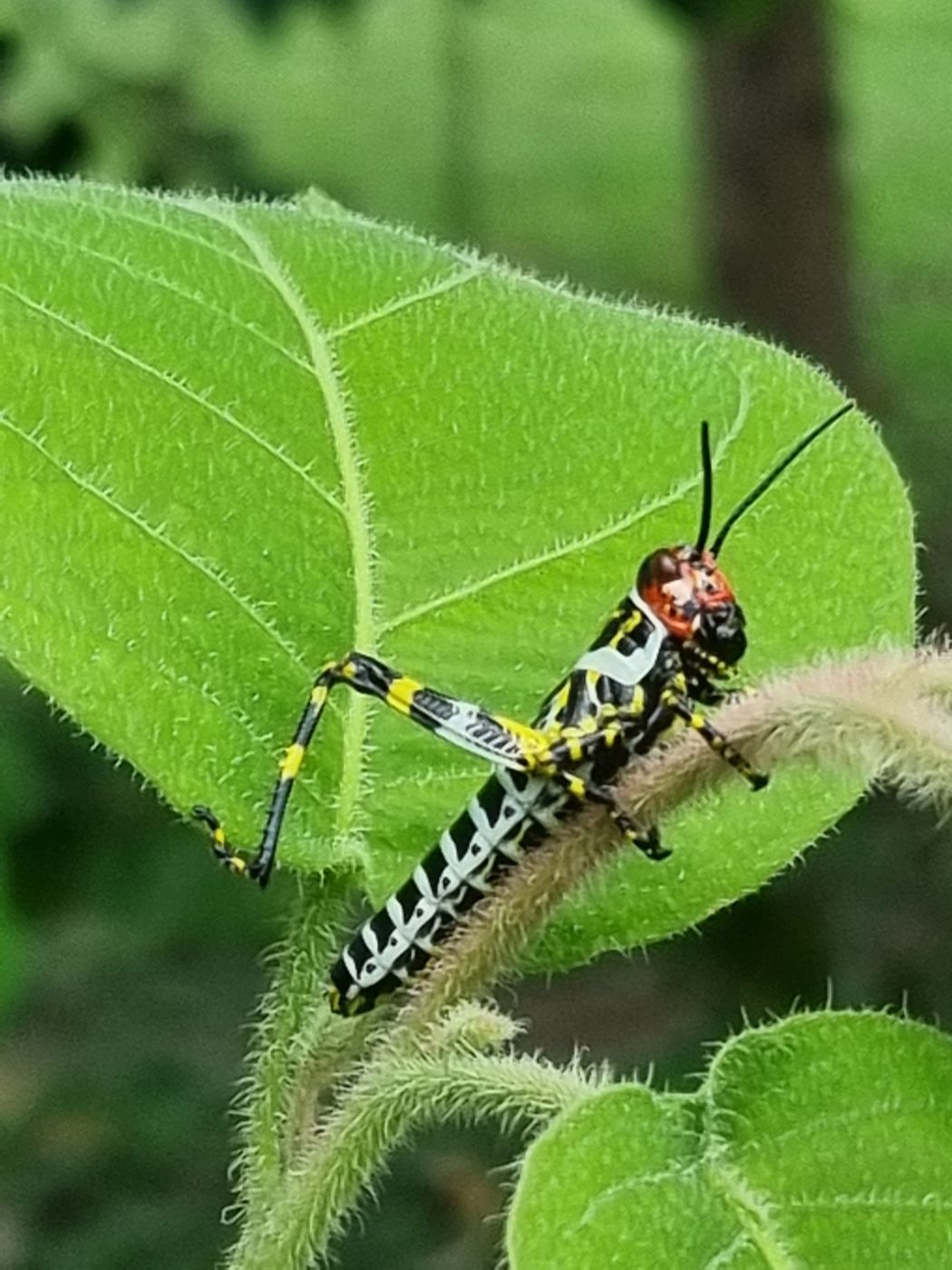 Bunte Heuschrecke mit roter Stirn auf einem Blatt